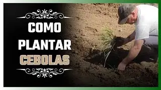 Como Plantar Cebolas Passo a Passo &ndash; Guia Completo para Iniciantes