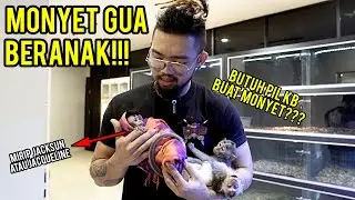 JACKSUN JADI BAPAK!!! - MONYET BABY TIBA2 MUNCUL, YAKIN PELIHARA MONYET?