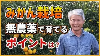 【温州みかん】無農薬みかん栽培がなぜ可能なのか！？｜熊本県玉東町｜池田道明（自然栽培米専門店ナチュラルスタイル）