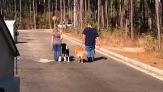 Aria - Behavior Adjustment Training for Leash Reactivity