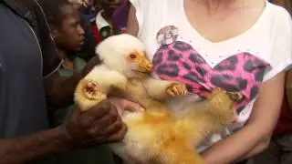 Cuscus (Possum) on Papua New Guinea with Diana