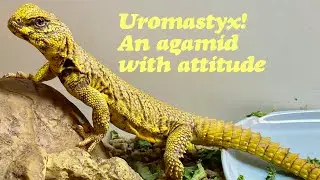 UROMASTYX: ЗАБАВНОЕ РУКОВОДСТВО ПО УХОДУ... Вроде того. ВЗГЛЯД НА ЭТОТ АГАМИД С ОТНОШЕНИЕМ.