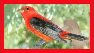 Scarlet Tanager Song! Scarlet Tanager Call! Scarlet Tanager Sound! Scarlet Tanager Singing!