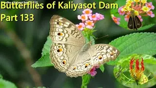 Butterflies of Kaliyasot Dam - Part 133