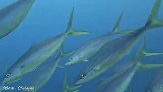 Boot duik op Seldom reef en Bullenbaai. 4K onderwater wereld van Relive-Cura&ccedil;ao samen met IDD-world
