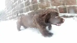 cute dogs playing in snow (Must see!)