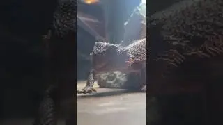 BUGS. WILL. FALL. 🐛🔥 Bearded Dragon Attack Close-Up #shorts