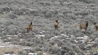 Jan 5, 2019 Elk and Wild Horses in Sand Wash Basin, Colorado