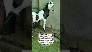 Munda Gujri Male Kid #shorts #bakra #goat #viral #trending #like #subscribe #youtube #foryou #gujri