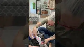 Cold laser therapy for dogs #microlight #dog #dogtherapy #dogshorts #animalranchcare