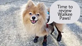 Pomeranian Reviews Walkee Paws: The Dog Boot Leggings Featured on Shark Tank