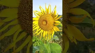 ตามดูทานตะวันเติบโตแบบใกล้ๆ Sunflower Close-up VDO  #sunflower #yellowflowers #planting #ดอกทานตะวัน