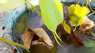 Care of Lotus in Winter