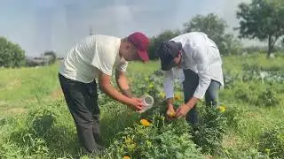#jarayon_agrar_ilm_fan  o&rsquo;quv-ilmiy tarjiba x&ograve;jaligida Innovatsion himoya texnologiyasi  &ldquo;Trap Crop&rdquo;