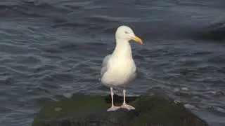 Go&eacute;land d'Am&eacute;rique (Larus smithsonianus) American Herring Gull