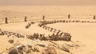 Wadi El Hitan Fayoum desert Safari trip from Cairo