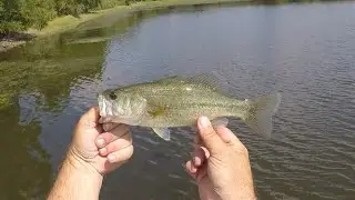 Bill Lewis Gnat Review! How Does This Tiny Crankbait Perform?