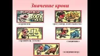 Кровь, её строение и функции. Группы крови.AVI