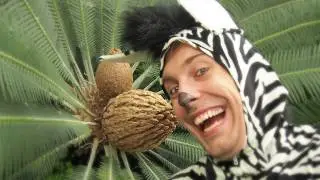 O zatoulan&eacute; zebře