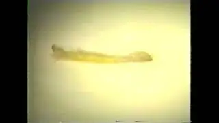 Rolling Stomatopod