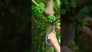 Tibig, Philippine Fig | Garden Diary | Gardener's Life