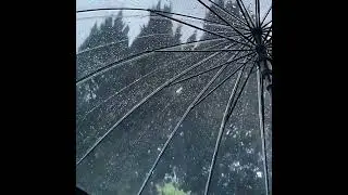 Rain Umbrella Sound Automatic Compact Clear Dome Folding Umbrella Windproof Waterproof Lightweight