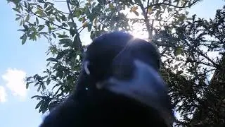 Crow of judgement