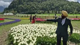 Harrison Tulip Fest(HARRISON)BC,Canada/HARMAN TV/Major Singh Jassi/April 21,2025