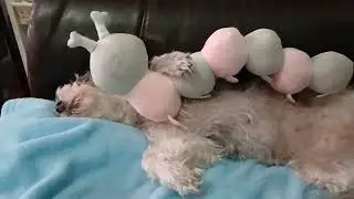 Teddy bear pins dog #cute #funny #silly #dog #Teddy bear