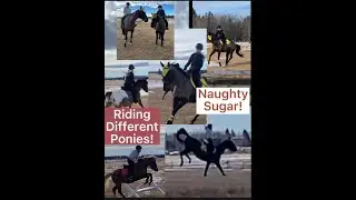 RIDING OUTSIDE | RIDING OTHER PONIES | NAUGHTY SUGAR!  #bucking #rideoutside #horses #showjumping