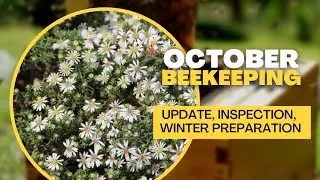 Beekeeping | October Beekeeping Update | Beehive Inspection & Winter Prep.