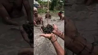 Why making Makhana is a Dangerous Job! ⚠️💪 #facts #shorts