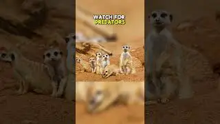 Top Ten Animals with the Most Complex Social Hierarchies: Cooperative Groups