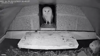 A typical welcome home between the barn owls.