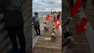Эти пеликаны ждали свой &laquo;рыбный налог&raquo; 🐦🎣 #yosho