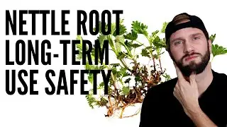 NETTLE ROOT: Safe for Long-Term Use?