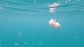 Ice jellyfish