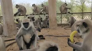 Funny Monkeys ! Indian Langur snatching and eating food ! Funny Monkey Videos, Monkey Playing Babies