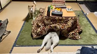 もうシベリアには帰れないハスキーにドン引きする柴犬