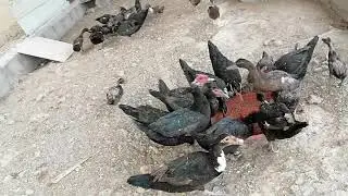 Hatching time moscovey duck
