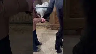 How I wrap horse tails