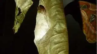 Altas Moth (Attacus Altas) Hatching