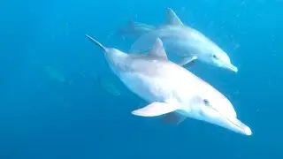 Experience The Magic Of Swimming With Dolphins In Le Morne Mauritius
