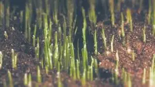 BIOFACH - into organic
