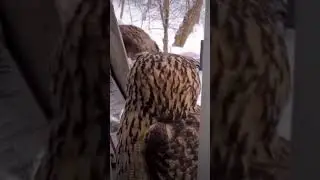 Snow owl turns head 180 and scares the hell out of cat 😂