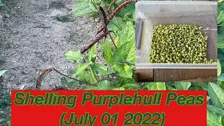 Shelling Purple Hull Peas On Homemade Pea Sheller (July 01 2022)