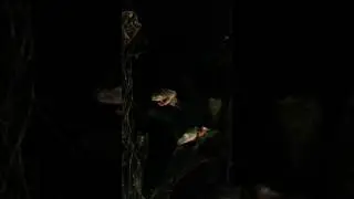 Feeding Cruziohyla craspedopus