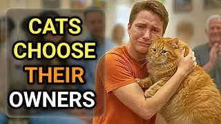 When a Cat Decides You’re Their Favorite Human 🐱 | Adoption Stories #cat #catadoption #heartwarming