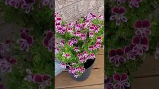 Mosquito Repelling Flowering Plants for Deck or Patio 🦟 #flowers #mosquito #backyard