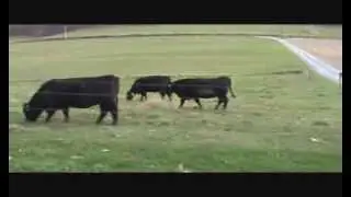 Angus Cows @ Boots Hollow Farm